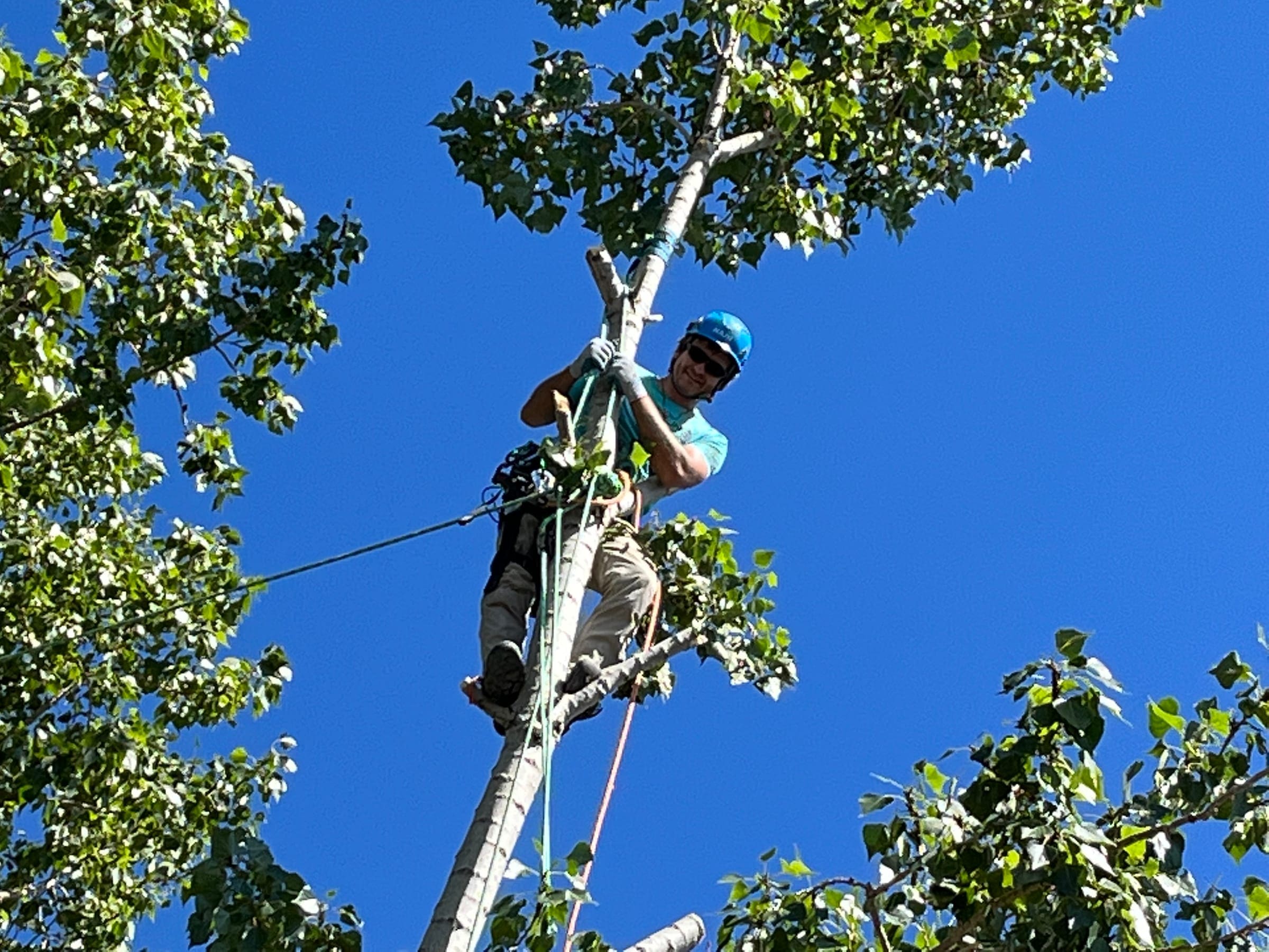 Climber in a blue helmet and sunglasses, roped in near the top of a cottonwood against a blue sky