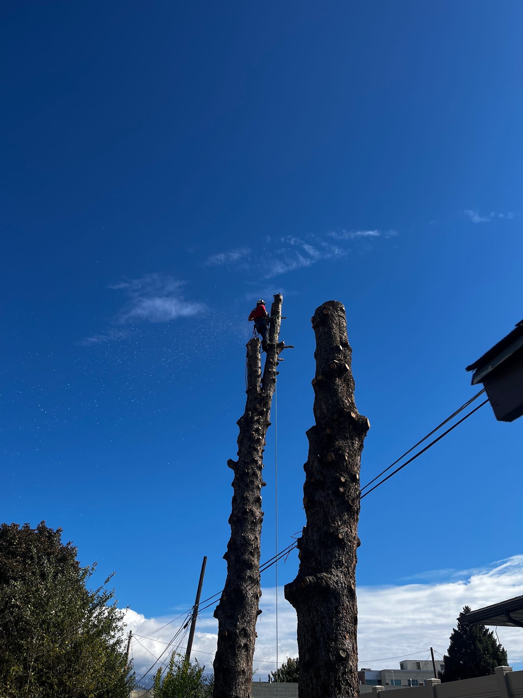 Climber cutting at the top of one of two tall trunks, with sawdust in the air