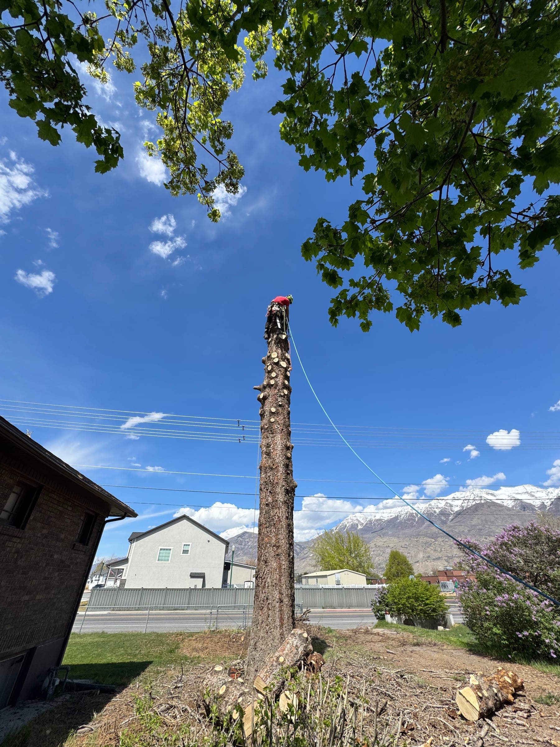 Climber at the top of a tall stripped trunk, with snow on the mountains behind