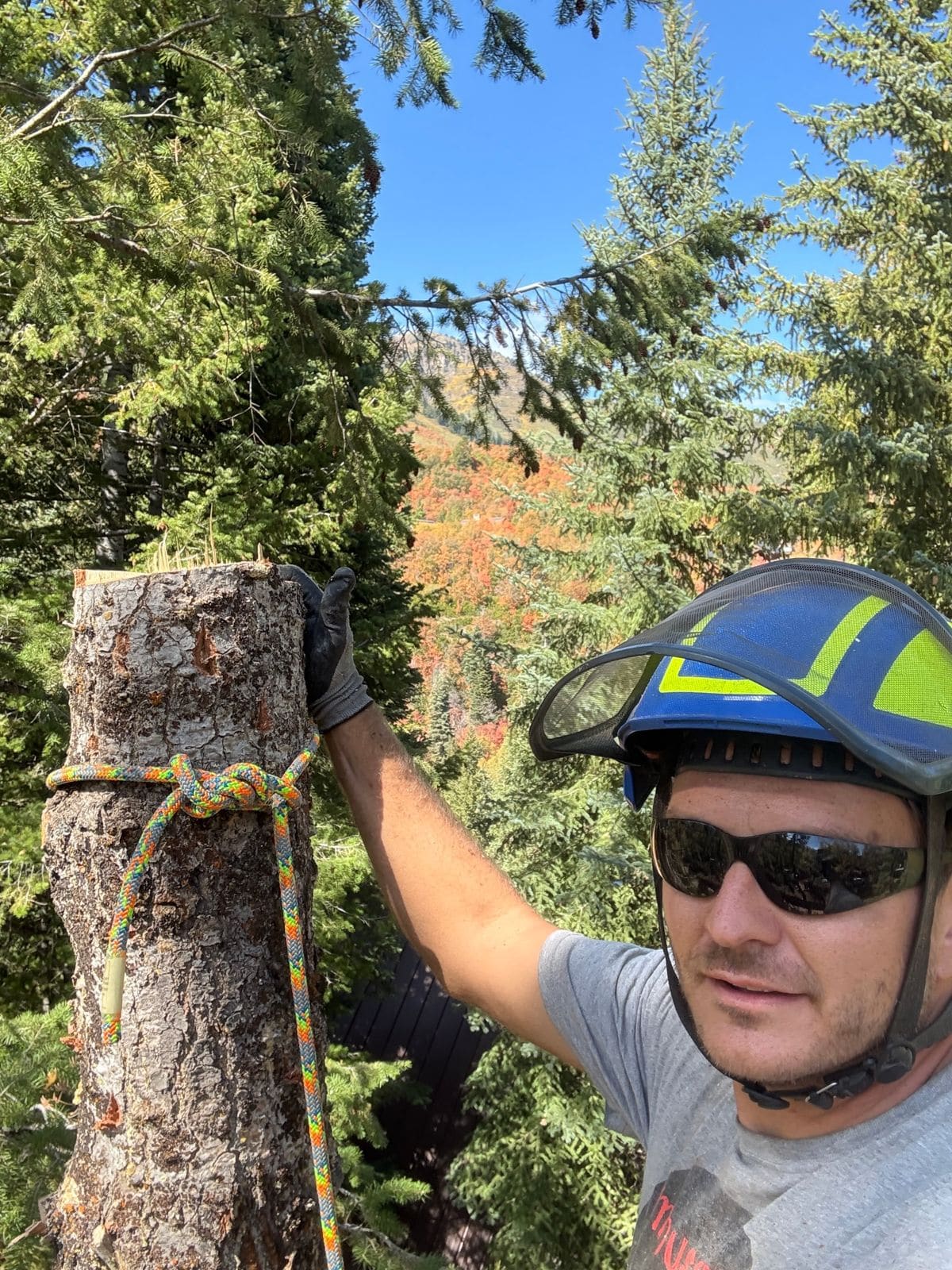 Climber in a helmet beside the freshly cut top of a conifer, with fall colors on the mountain behind