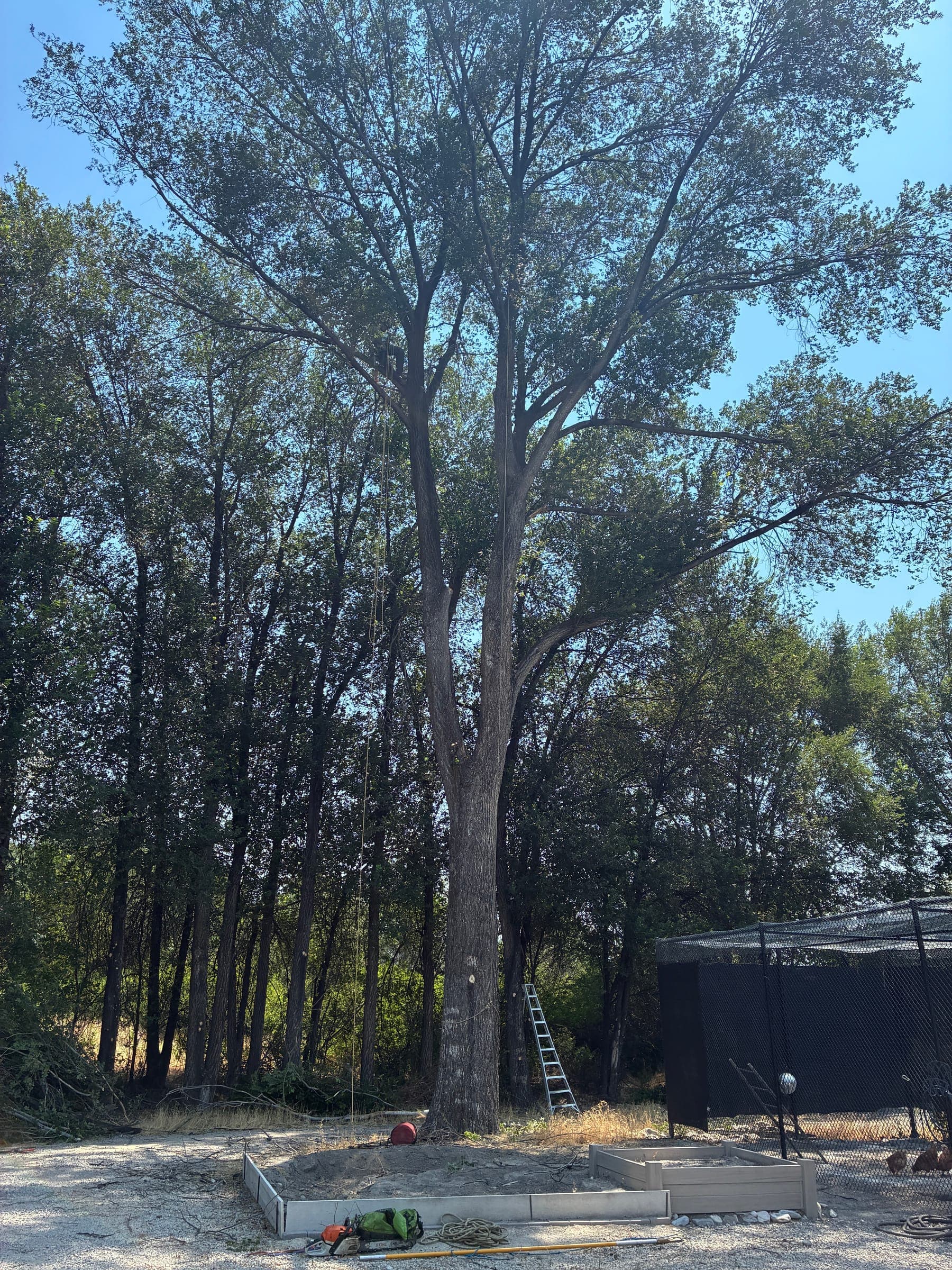 Very tall cottonwood before the work starts, with a ladder at its base and gear on the ground