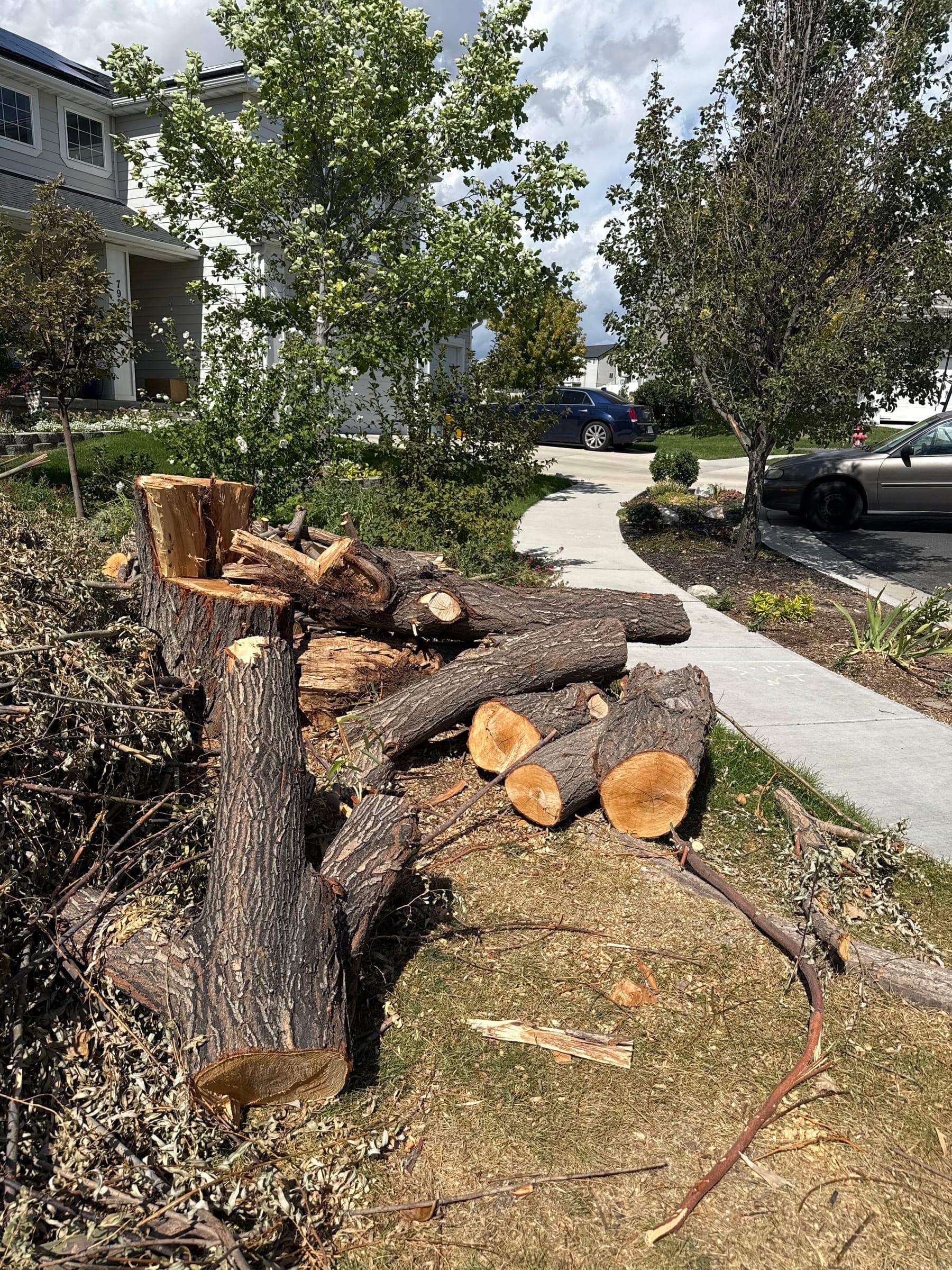 Pile of cut logs and branches on a front-yard park strip beside a sidewalk
