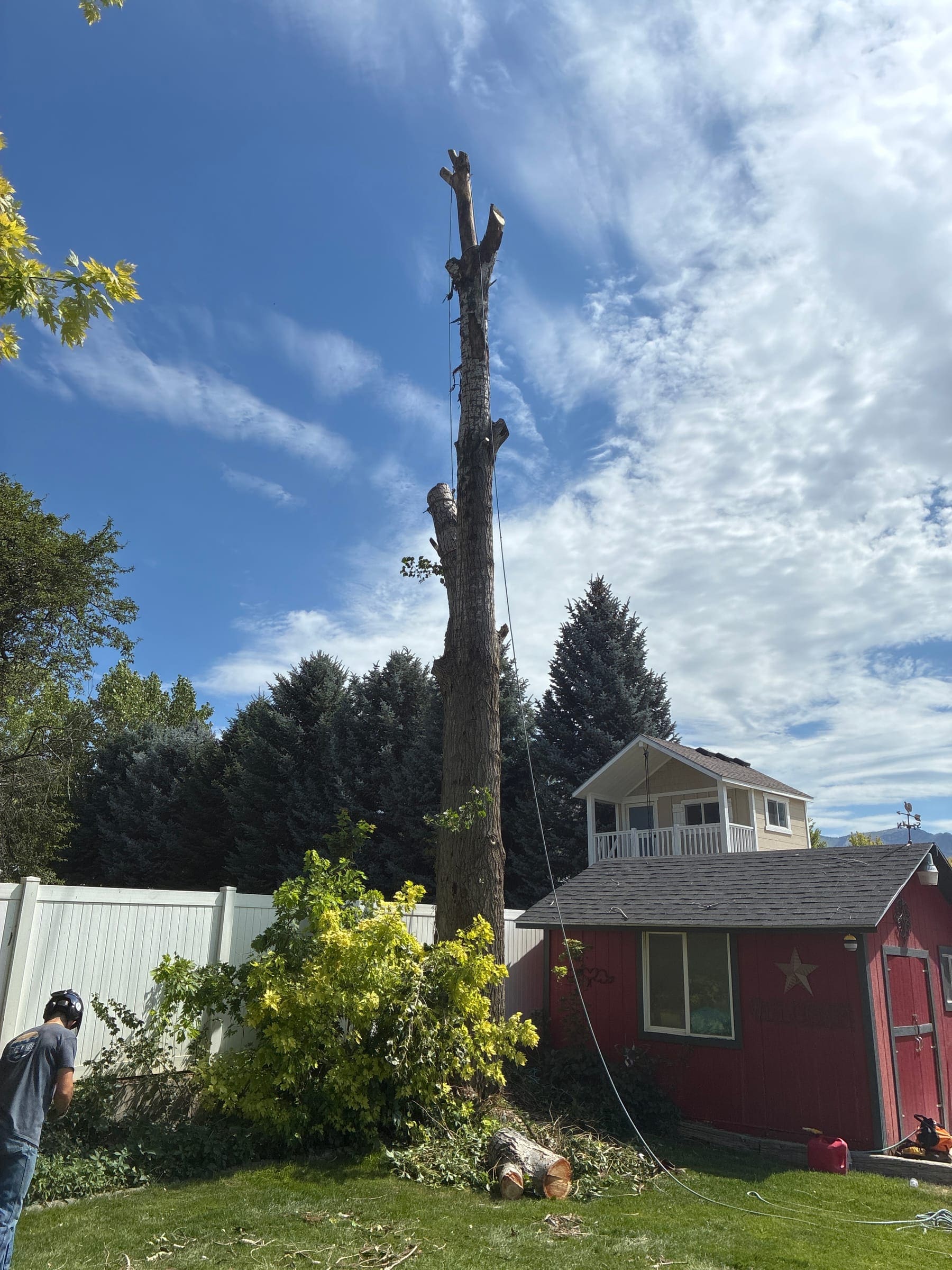 Tall tree trunk with the limbs removed, standing between a white fence and a red shed